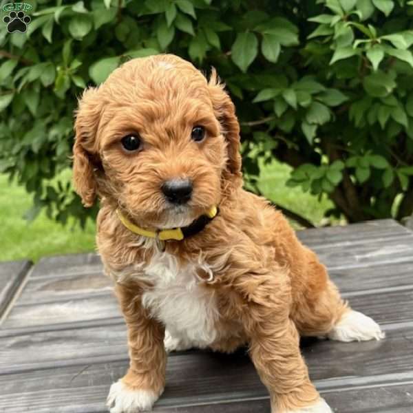 Miss Yellow, Mini Goldendoodle Puppy